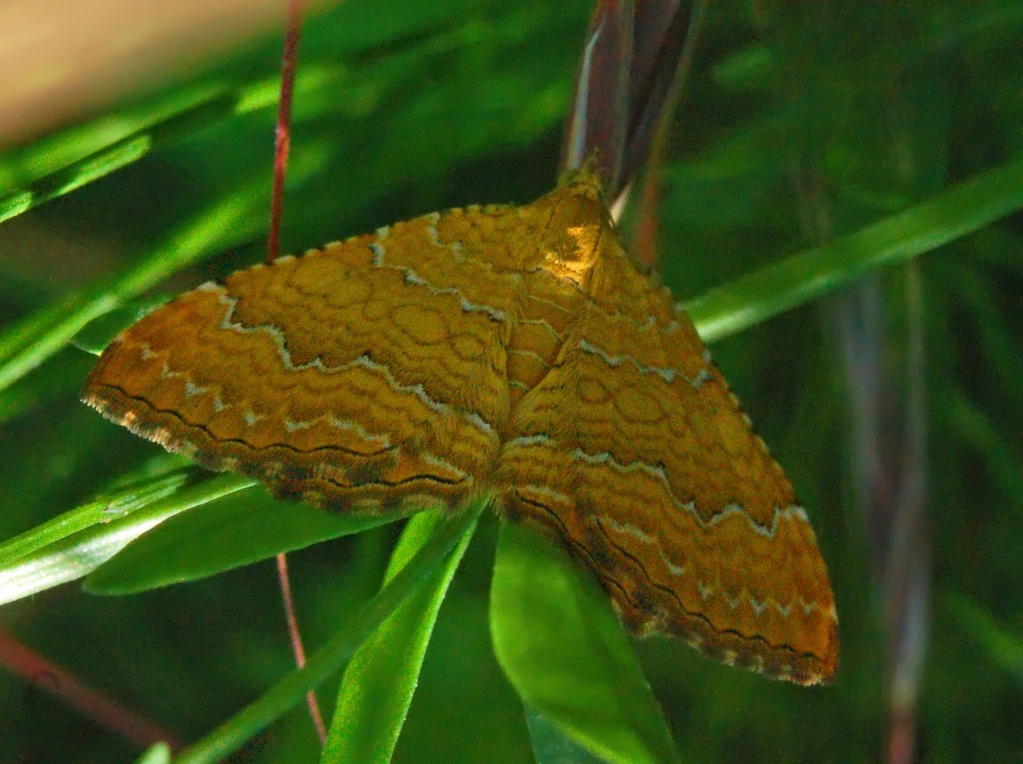 Epirrhoe alternata e Camptogramma bilineata